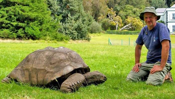 Jonathan é a tartaruga mais velha do mundo e é bissexual