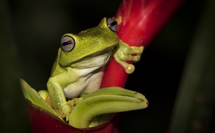 Pererecas sapos gays vistos em Recife
