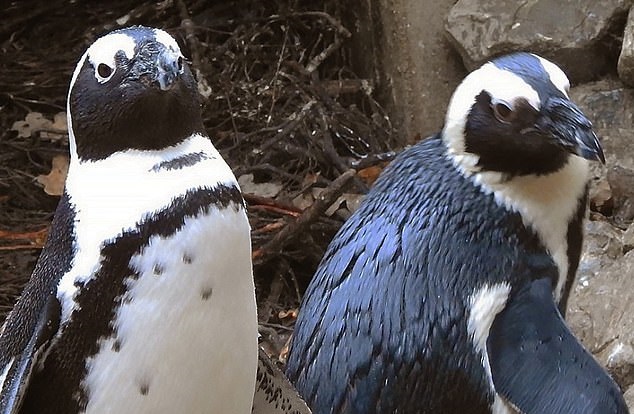 Casal gay de pinguins na Holanda rouba ovo de casal lésbico