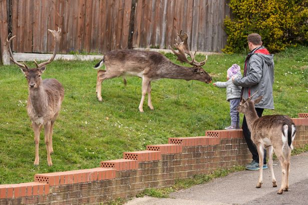 Veado tomam conta das ruas de Londres