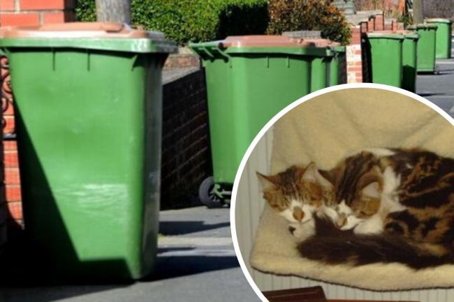 Sem limites! Homofóbicos atacam gato de casal gay