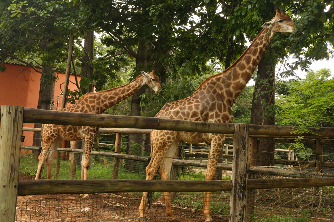 O Zoológico fica no Complexo da Pampulha. Foto: Click Estúdio Profissional/Acervo BeloTur